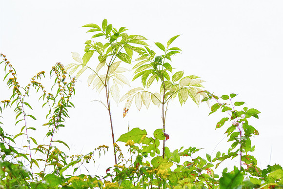 092511-2191_TransluscentLeaves1