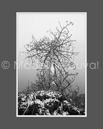 Fallen Tree Reflections in Black & White