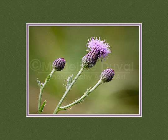 080611_0440-3_Thistle_matted