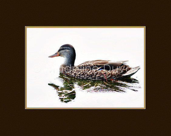 Female Mallard Duck on bright white water