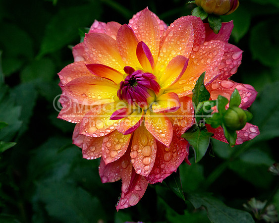 093012-2822_Dahlia