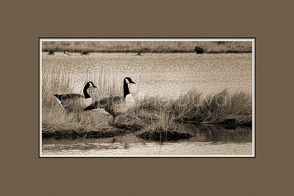 A Pair of Geese Sepia Wall Art Print