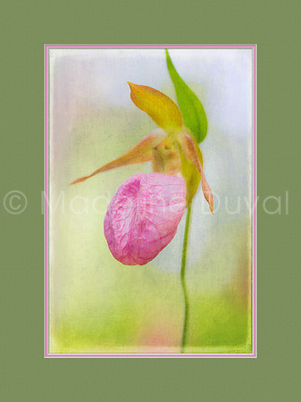 061614_9292_LadySlipper_matted
