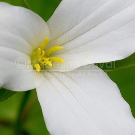 051813-5667_Trillium