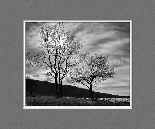 Silhouetted Trees