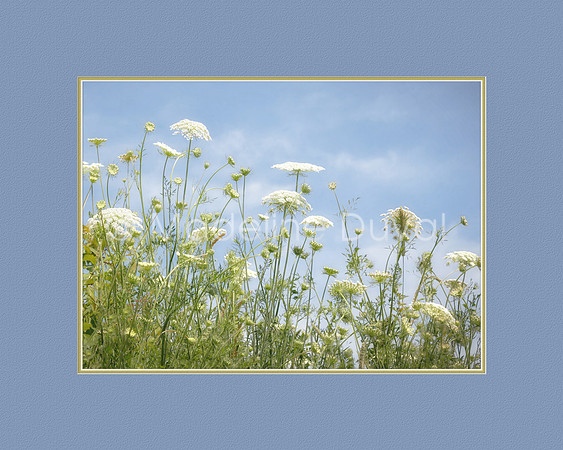 070812_0751_QALace_matted_20x24