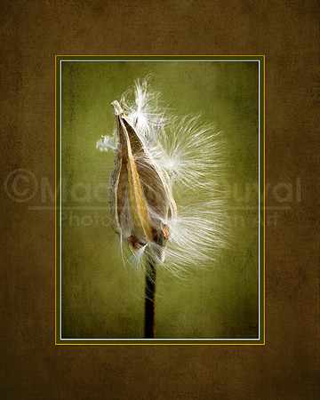Milkweed Feathers Blowing In the Breeze