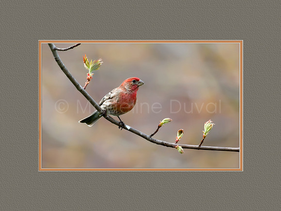 House Finch rests on a branch