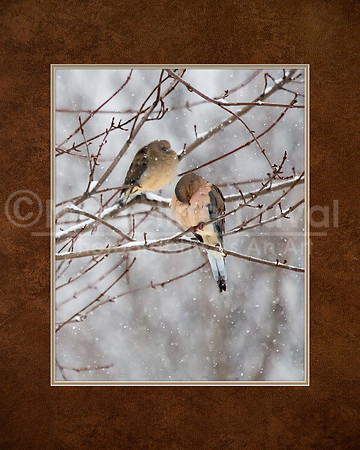 Mourning Doves in Wiinter Snow Storm