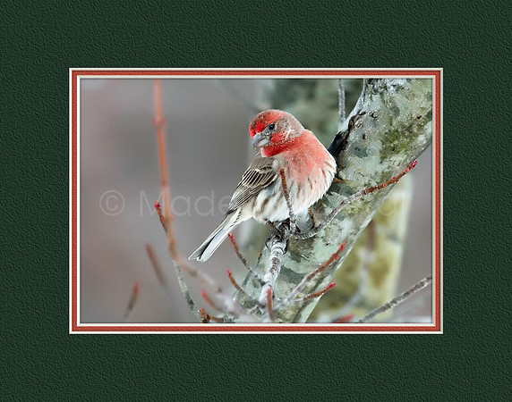 House Finch Sits On A Branch