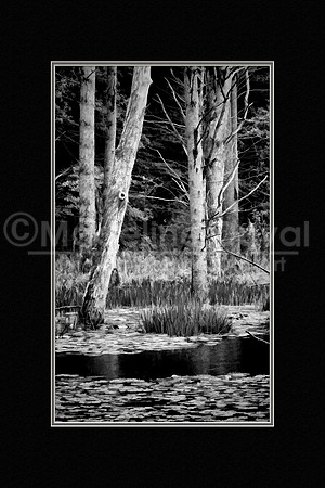 082711-1081_TreesInPond_matted