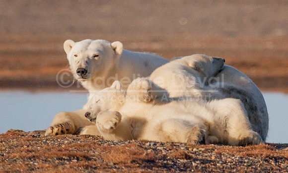 082813_1148_Babies