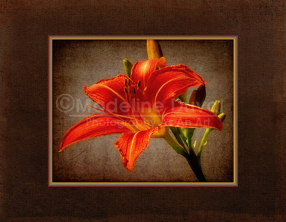 061712_0312_Daylily_matted