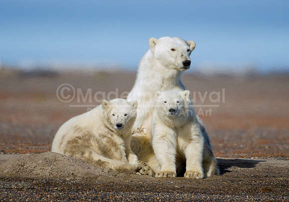 082813_7374_PolarBearFamily