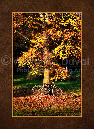An Autumn Tree With Bicycle