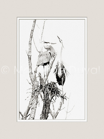 Great Blue Heron Male and Female during mating season.