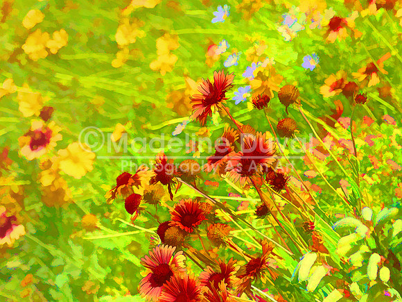 Summer's Garden
