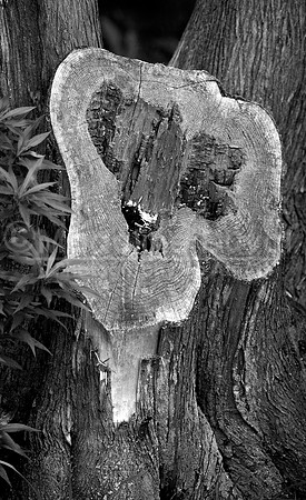The Lion Tree Stump