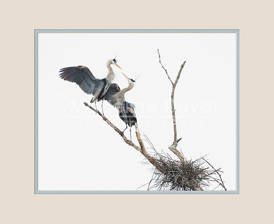 Cara Mia, Great Blue Herons in Mating Pose