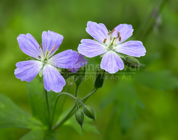 060814_9099_WildGeranium