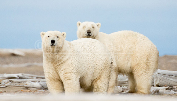 082613-6685_SmilingPolarBears