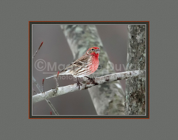 House Finch in Winter