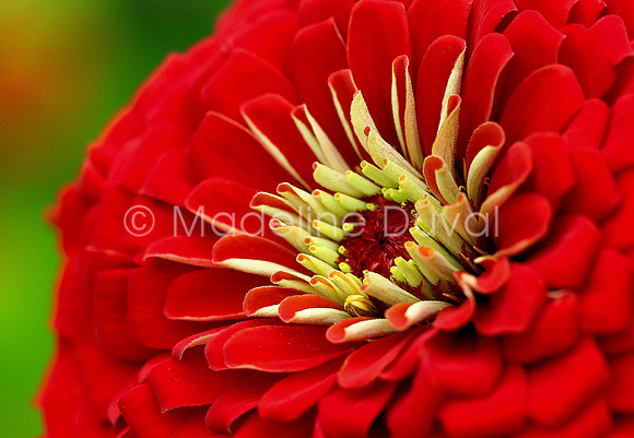 072411_0270_RedFlower