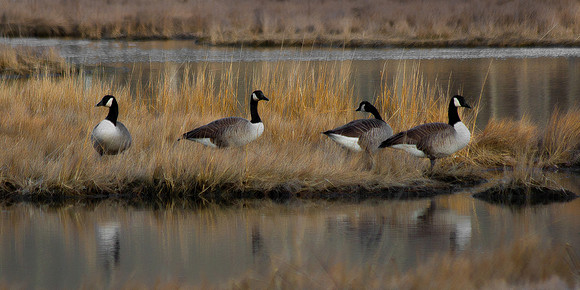 012912_4804_GeeseAtSaltMarsh