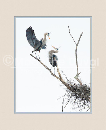 Great Blue Herons in the mating greeting.