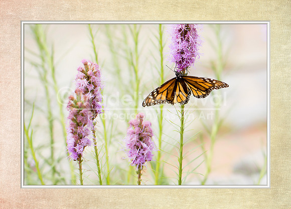 080611_0496_MonarchButterfly_matted