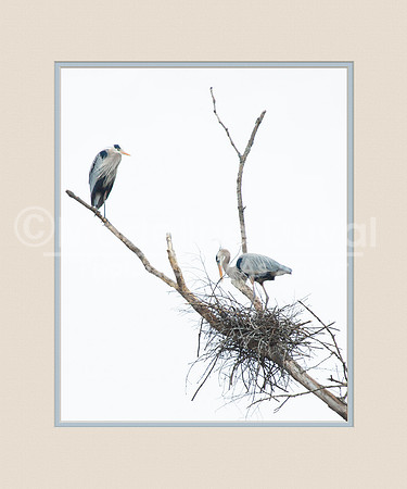 Great Blue Herons Build a Nest