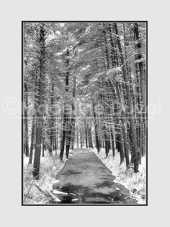 Frozen Stream Nestled Amongst Trees - B&W
