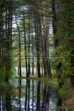 092511_2289_TreeReflectionsAshley