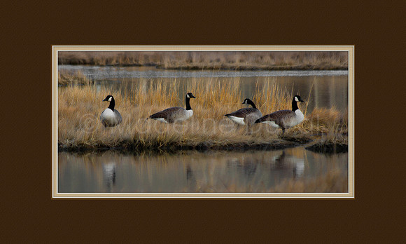 Geese At The Salt Marsh