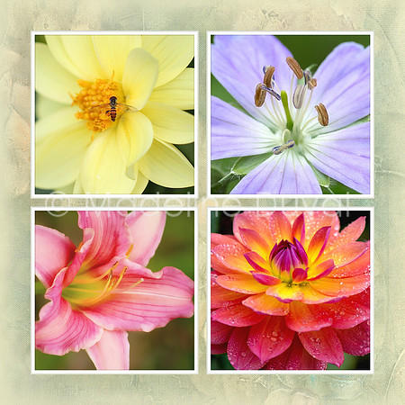 flower_collage_1_20x20