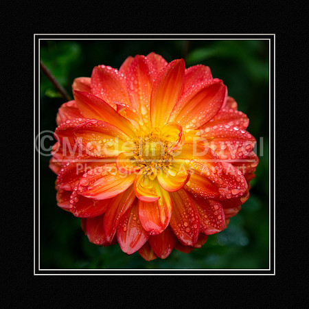 093012_2913_SqDahlia