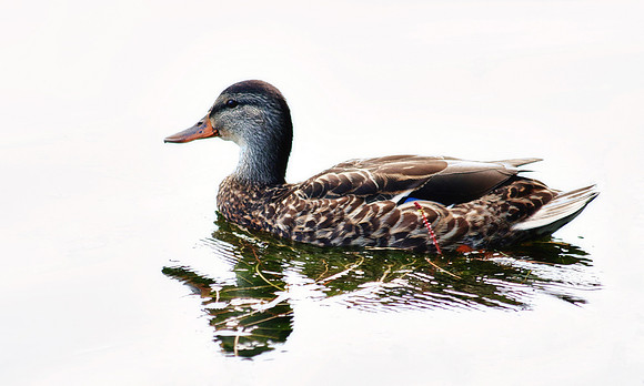 092511_2311_female mallard1