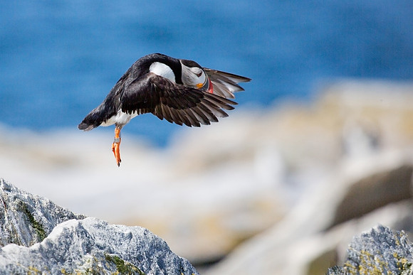 072212_1150_PuffinBallet