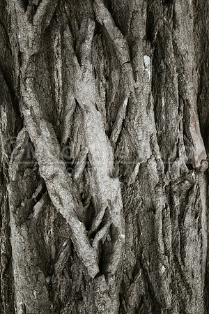 Barking Up A Tree