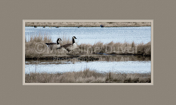 A pair of Canada Geese
