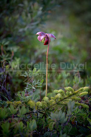 072212-1002_PitcherPlant