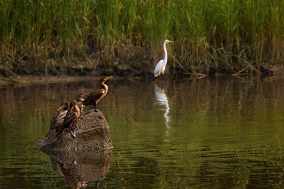 090212_2326_5_CormorantsAndEgret