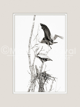 Male and Female Great Blue Heron During Mating Season
