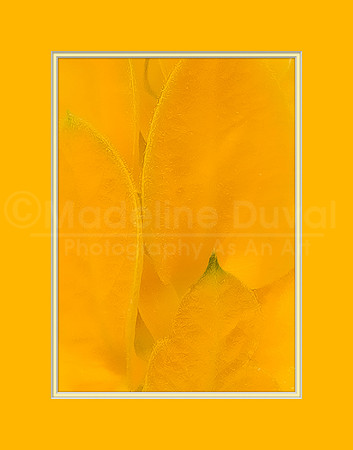 Tip of Green On Yellow Petals