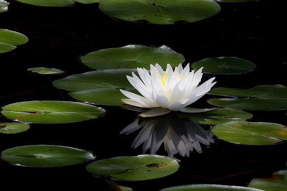 070612_0656_Waterlily