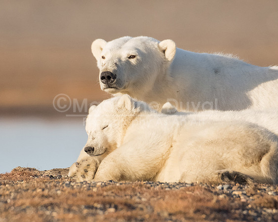 082813_7497_CubLove