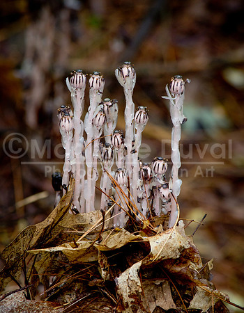 100211_2438_IndianPipe2