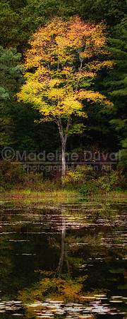100211_2443_TreeStandsAlone