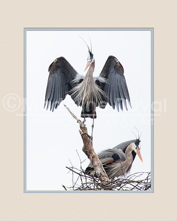 Male Great Blue Heron in mating plumage