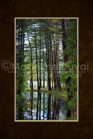 092511_2289_TreeReflectionsAshley_matted